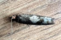 Epinotia trigonella