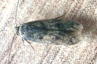 Borkhausenia fuscescens