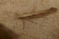 Plutella xylostella