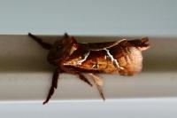 Triodia sylvina