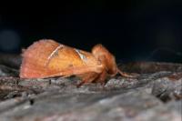 Triodia sylvina