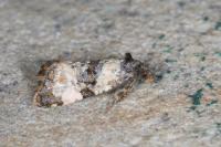 Cochylichroa atricapitana
