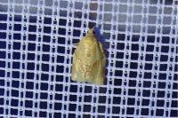 Clepsis consimilana