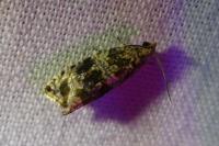 Celypha lacunana
