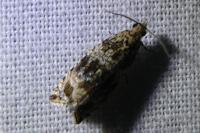 Celypha lacunana