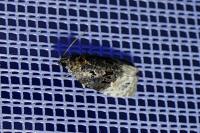 Apotomis betuletana