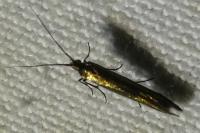 Coleophora
