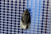Apotomis betuletana