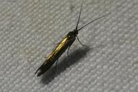 Coleophora