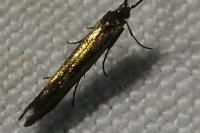 Coleophora