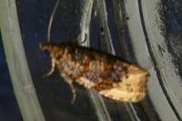 Hedya ochroleucana