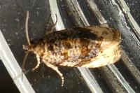 Hedya ochroleucana