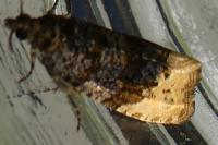 Hedya ochroleucana