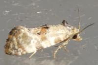 Neocochylis molliculana