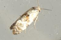 Neocochylis molliculana