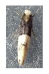 Trichophaga tapetzella