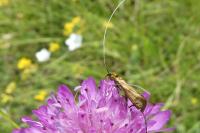 Nemophora metallica