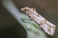 Lobesia littoralis