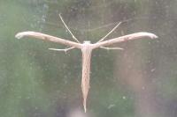 Emmelina monodactyla