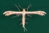 Oxyptilus