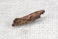 Acrolepiopsis vesperella