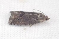 Cydia splendana
