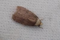 Agonopterix