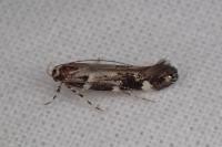 Eteobalea