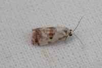 Neocochylis hybridella