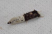 Trichophaga bipartitella
