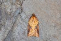 Acleris aspersana