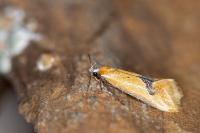 Batia lambdella
