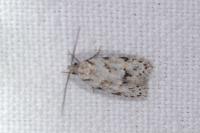 Symmoca signatella