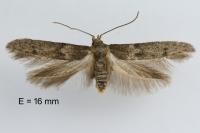Blastobasis phycidella