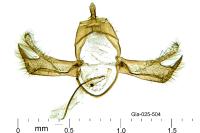 Blastobasis phycidella