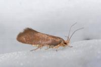 Crassa unitella