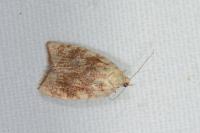 Aleimma loeflingiana