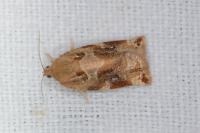 Archips xylosteana