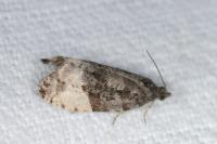 Hedya pruniana