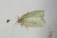 Tortrix viridana