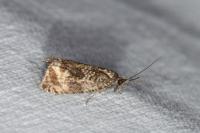 Celypha lacunana