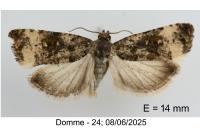 Endothenia marginana