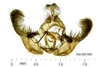 Endothenia marginana