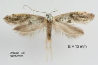 Paraswammerdamia albicapitella