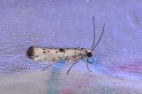 Yponomeuta plumbella