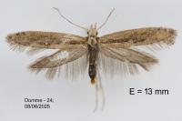 Plutella xylostella