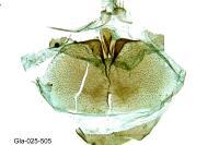 Plutella xylostella