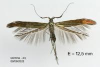 Coleophora mayrella