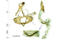 Coleophora mayrella