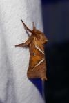 Triodia sylvina